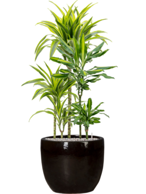 Mélange de plantes en Plain