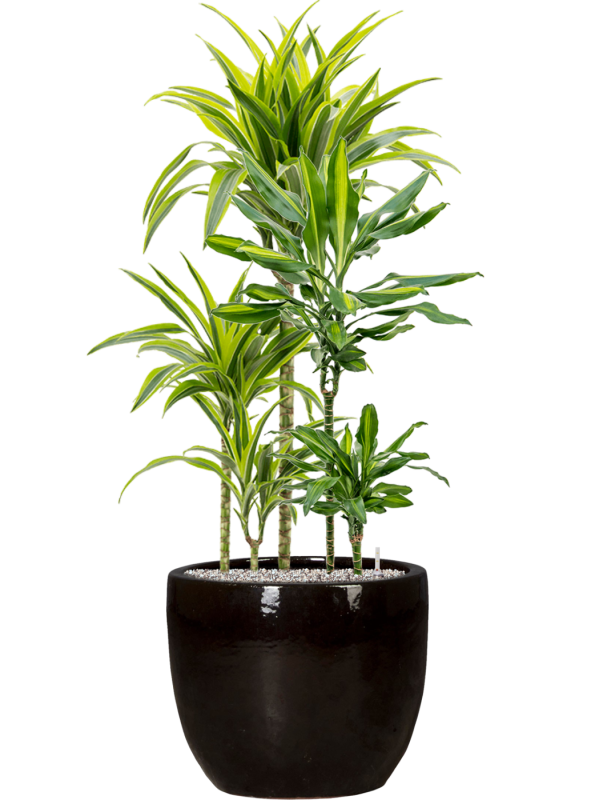 Mélange de plantes en Plain, Private label