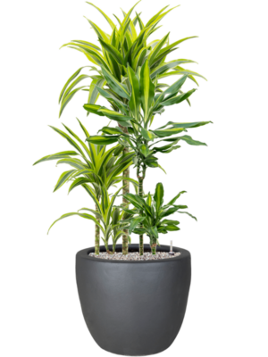 Mélange de plantes en Plain