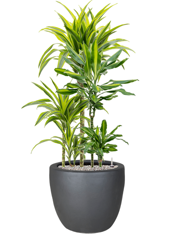 Mélange de plantes en Plain, Private label
