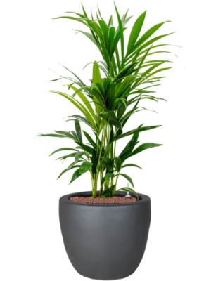 Kentia (Howea) forsteriana en Plain