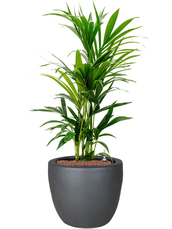 Kentia (Howea) forsteriana en Plain, Private label