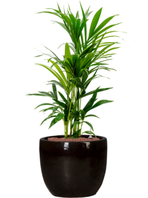 Kentia (Howea) forsteriana en Plain