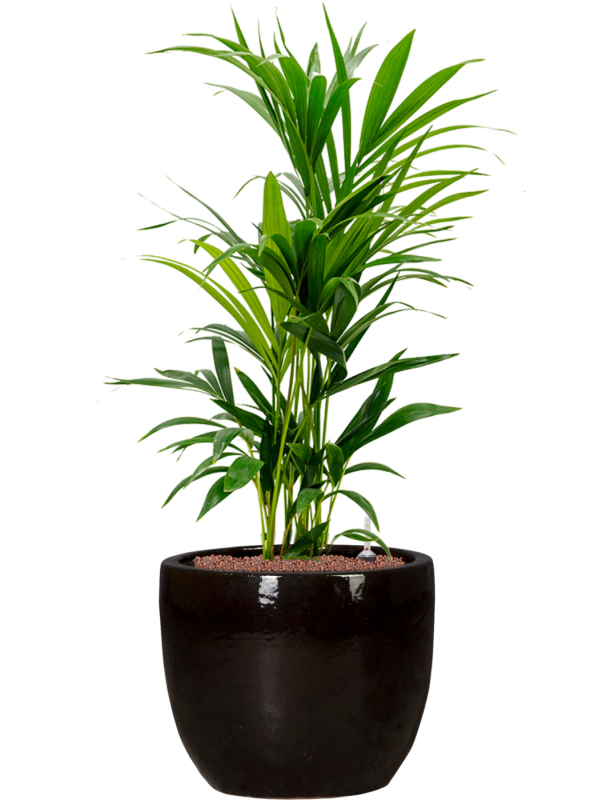 Kentia (Howea) forsteriana en Plain, Private label