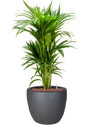 Kentia (Howea) forsteriana en Plain