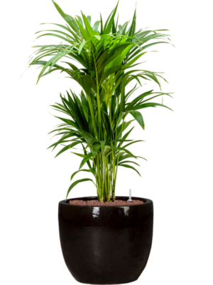 Kentia (Howea) forsteriana en Plain
