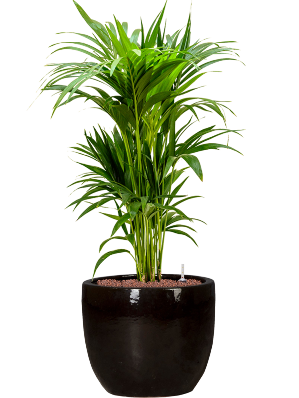 Kentia (Howea) forsteriana en Plain, Private label