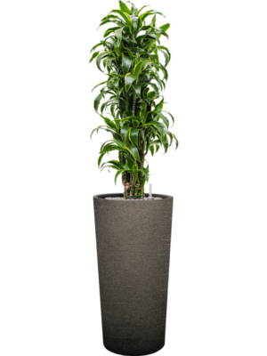 Dracaena fragrans 'Dorado' en Terreno