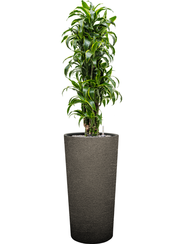 Dracaena fragrans 'Dorado' en Terreno, Luca Lifestyle