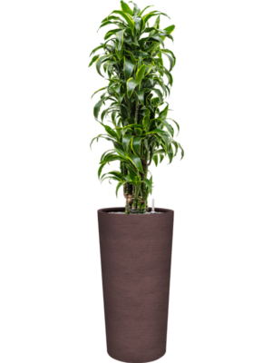Dracaena fragrans 'Dorado' en Terreno