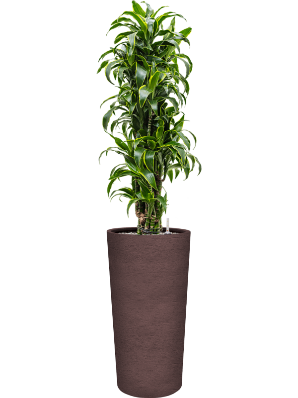 Dracaena fragrans 'Dorado' en Terreno, Luca Lifestyle