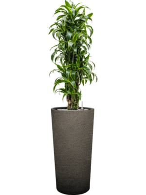 Dracaena fragrans 'Dorado' en Terreno