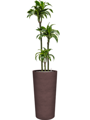 Dracaena fragrans 'Dorado' en Terreno
