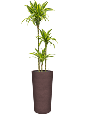 Dracaena fragrans 'Lemon Lime' en Terreno