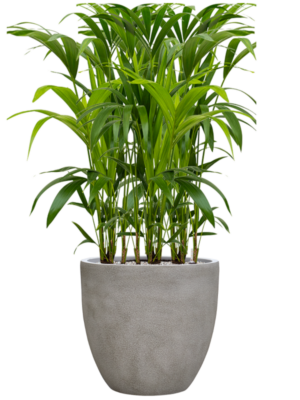 Kentia (Howea) forsteriana en Antwerp