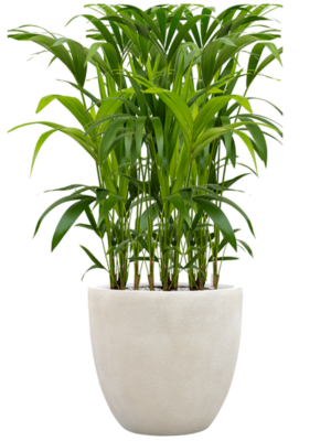 Kentia (Howea) forsteriana en Antwerp