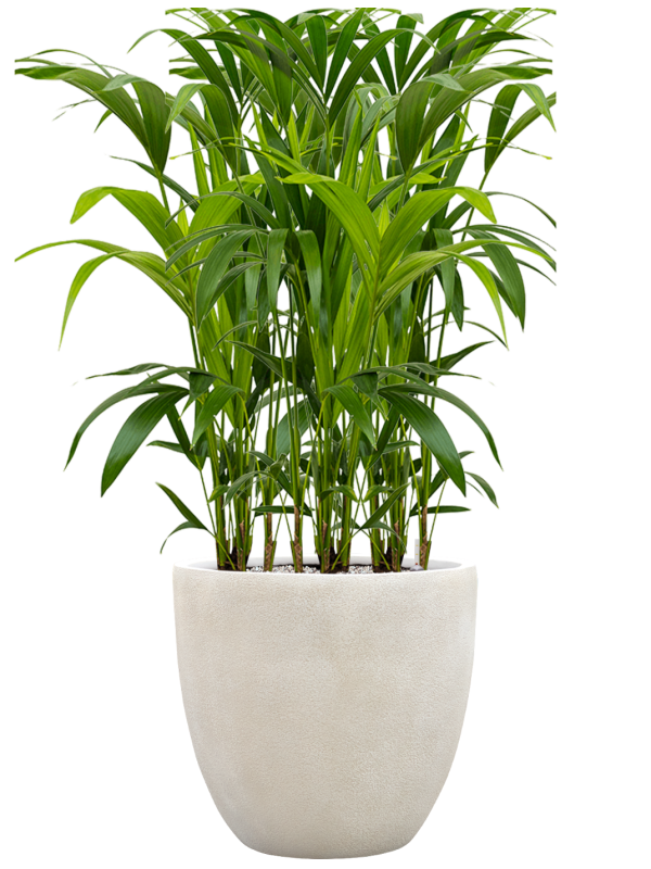Kentia (Howea) forsteriana en Antwerp, Private label