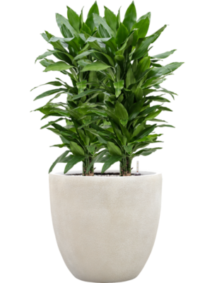 tDracaena fragrans 'Janet Lind' en Antwerp