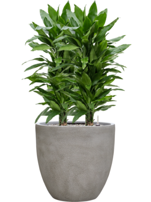 tDracaena fragrans 'Janet Lind' en Antwerp