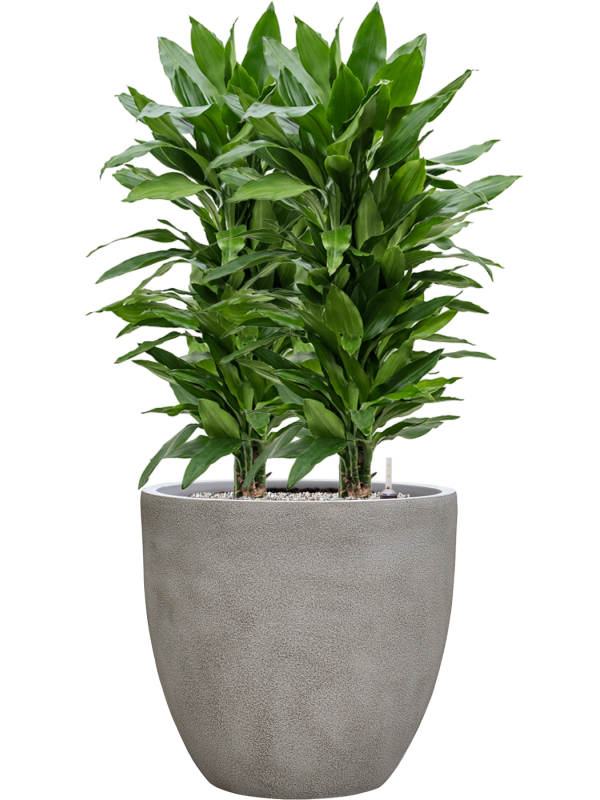 tDracaena fragrans 'Janet Lind' en Antwerp, Private label