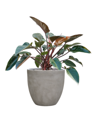 Philodendron 'Red Beauty' en Antwerp
