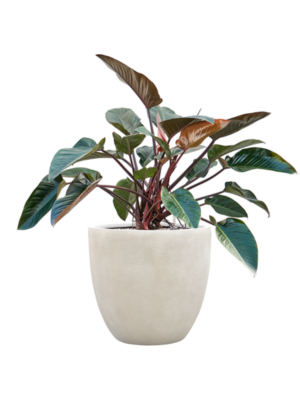 Philodendron 'Red Beauty' en Antwerp