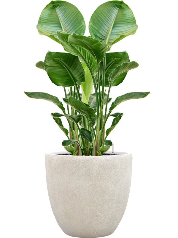 Strelitzia nicolai en Antwerp, Private label