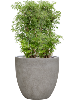 Aralia (Polyscias) 'Ming' en Antwerp