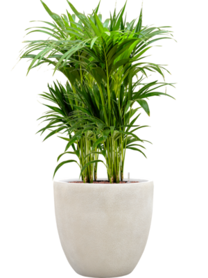 Kentia (Howea) forsteriana en Antwerp