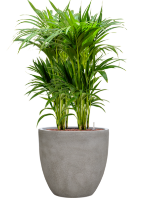 Kentia (Howea) forsteriana en Antwerp