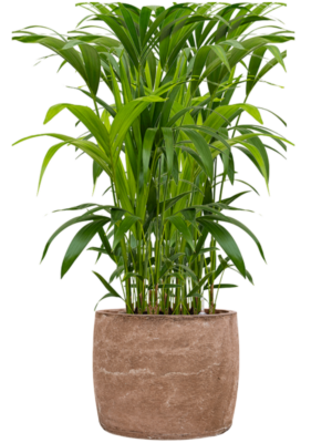 Kentia (Howea) forsteriana en Baq Algar