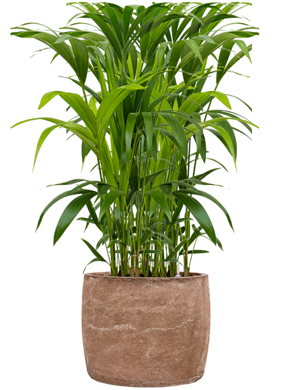 Kentia (Howea) forsteriana en Baq Algar