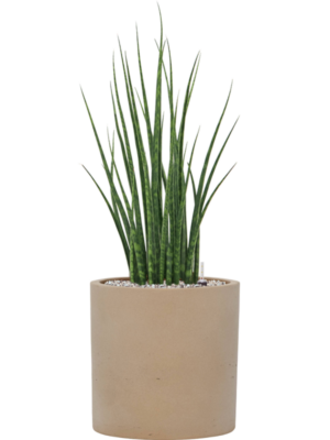Sansevieria cylindrica 'Fernwood Mikado' en Rough