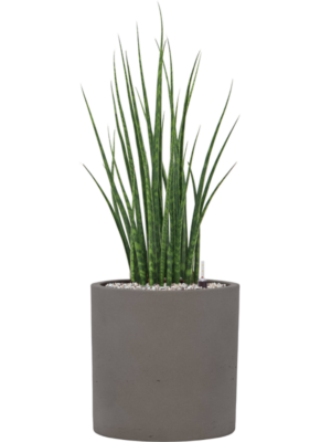 Sansevieria cylindrica 'Fernwood Mikado' en Rough