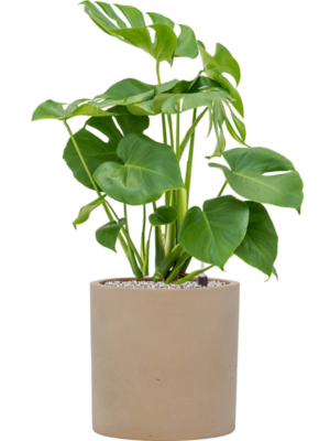 Monstera deliciosa en Rough
