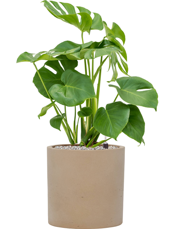Monstera deliciosa en Rough, Pottery Pots