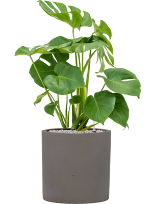Monstera deliciosa en Rough