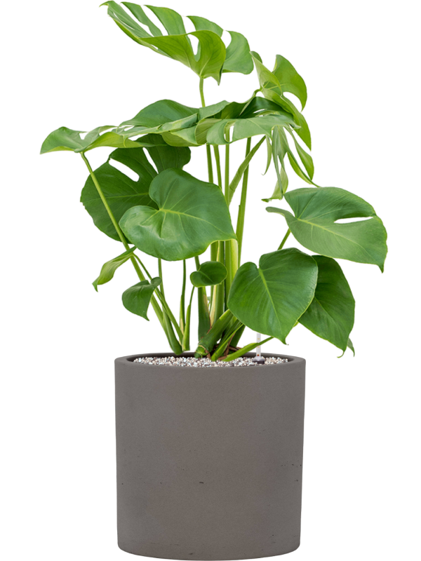 Monstera deliciosa en Rough, Pottery Pots