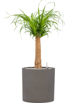 Beaucarnea recurvata en Rough