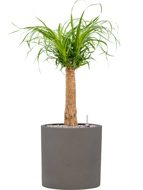 Beaucarnea recurvata en Rough, Pottery Pots