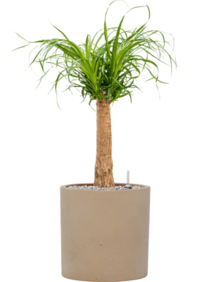 Beaucarnea recurvata en Rough