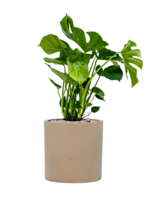 Monstera deliciosa en Rough