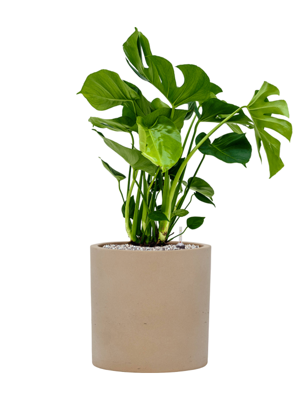 Monstera deliciosa en Rough, Pottery Pots