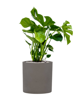 Monstera deliciosa en Rough