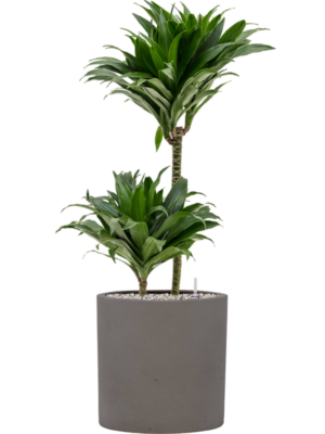 Dracaena fragrans 'Compacta' en Rough