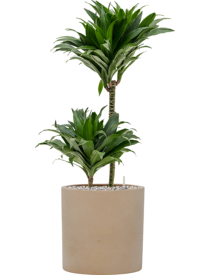 Dracaena fragrans 'Compacta' en Rough