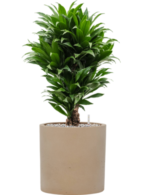 Dracaena fragrans 'Compacta' en Rough
