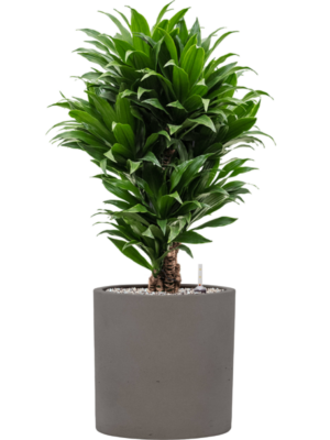 Dracaena fragrans 'Compacta' en Rough