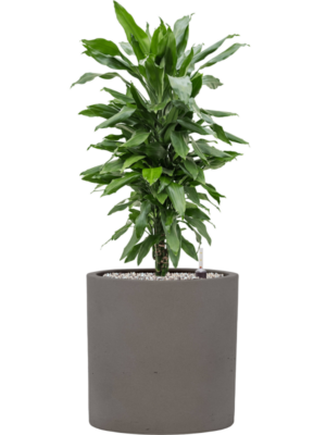 Dracaena fragrans 'Janet Lind' en Rough