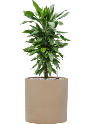 Dracaena fragrans 'Janet Lind' en Rough